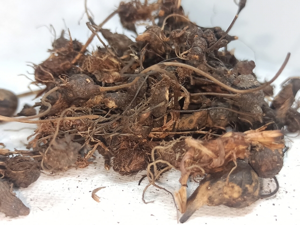 Do you know the Excellent Benefits of Parsley and Korai Kizhangu is the Best Medicine for Healthy Skin Do you know the Excellent Benefits of Parsley and Korai Kizhangu is the Best Medicine for Healthy Skin