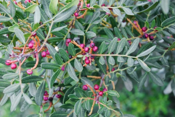 Do you know the health benefits of Poonaikkann kungiliyam? 
