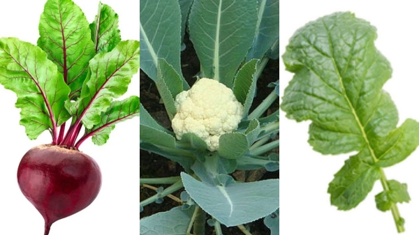 Do you know the Excellent Benefits of Radish Leaf and Amazing Uses of Green Vegetable Leaves