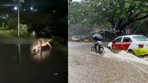 Shocking visuals of Crocodile in Perungalathur amid the Cyclone Michaung above Chennai 