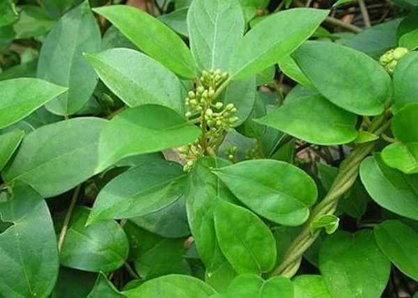 Do you know the Excellent Health Benefits of Sirukurinjan Mooligai and sirukurinjan is the Good for Weight Loss Do you know the Excellent Health Benefits of Sirukurinjan Mooligai and sirukurinjan is the Good for Weight Loss