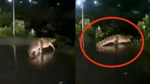 What is the reason behind the Crocodile in Chennai Perungalathur amid the Cyclone Michaung 