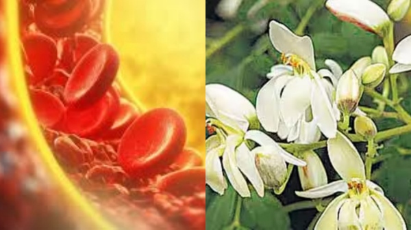 Do you know the Excellent Health Benefits of Drumstick Flowers and what are Best food for cure Nervousness