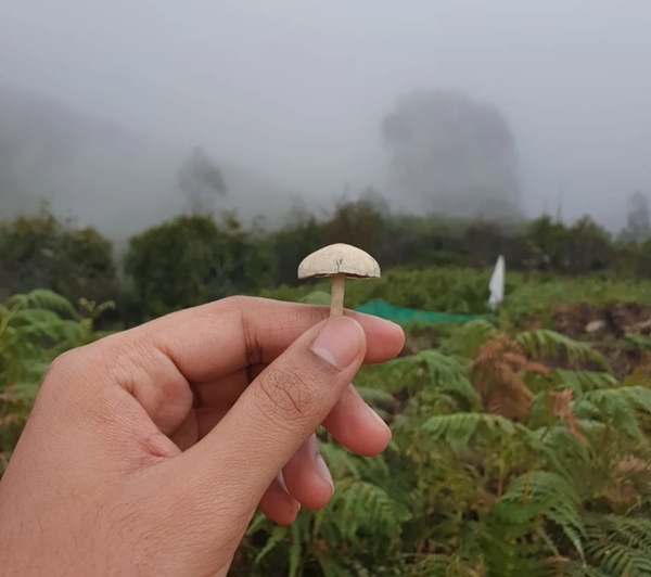 New information about a gang of 7 people who sold magic mushrooms to tourists in Kodaikanal