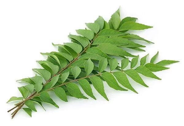 Do you know Amazing Uses of Curry Leaves and What are the Excellent leaves that can help Pregnant women