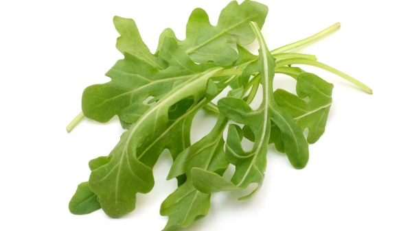 Do you know the Excellent Benefits of Arugula Leaves and Rocket Keerai is the Best Medicine for Arthritis Do you know the Excellent Benefits of Arugula Leaves and Rocket Keerai is the Best Medicine for Arthritis