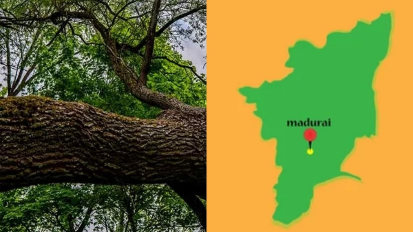 Tree fell in a government school near Madurai, 17 students injured 