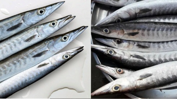 Do you know about Health benefits of Ooli Meen and Super Uses of Barracuda Fish for our Health Do you know about Health benefits of Ooli Meen and Super Uses of Barracuda Fish for our Health