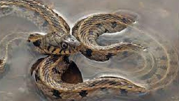 Snakes swimming in floods Snails settling in houses People of Guduvancheri suffer. 