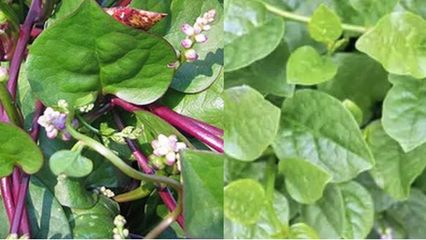 Do you know the Amazing Health Uses of Kodipasalai and Kodipasalai Keerai is the Best for protect the Skin 