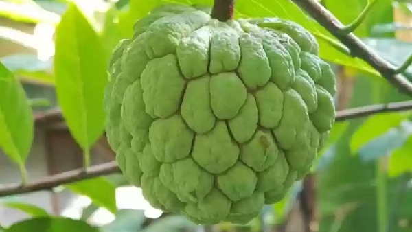 Do you know the Excellent Benefits of Custard Apple and Can Diabetic Patients take Custard Apple