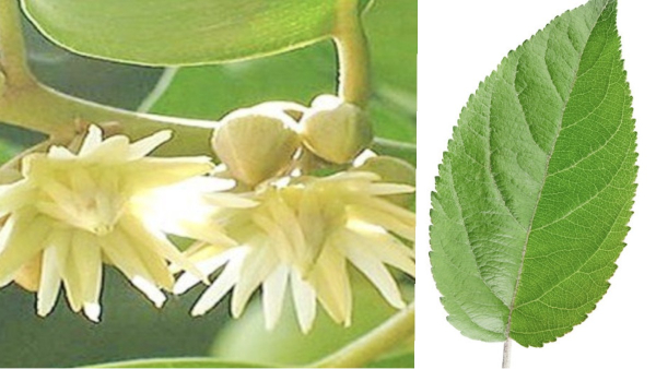 Do you know the Excellent Benefits of Illupai Pookkal and Mahua Flower is the Best Medicinal Plant for Men