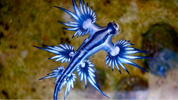 Be careful people! blue dragons spotted near seashore in Besant Nagar beach in Chennai 