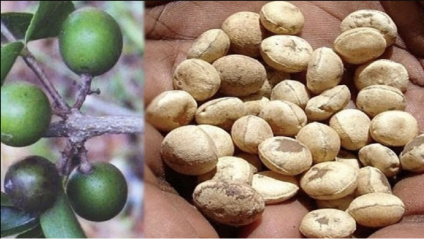 Do you know the Health Benefits of Thetrankottai and Amazing uses of Thetran Kottai Powder for Diabetics Do you know the Health Benefits of Thetrankottai and Amazing uses of Thetran Kottai Powder for Diabetics