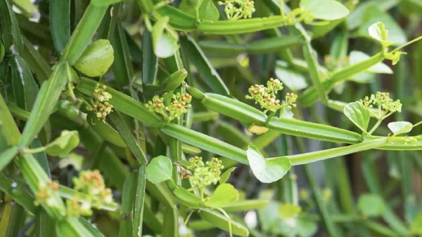 Do you know the Excellent Benefits of Pirandai and Pirandai Salt is the Best for medicine Weight Loss 