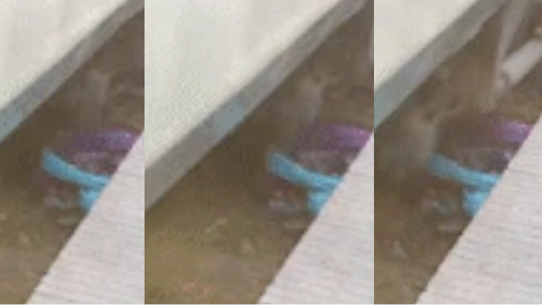  Bihar woman shields her children as train speeds past at hair’s breadth