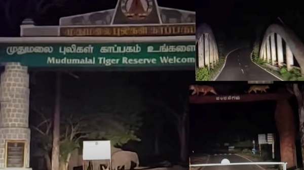 Do you want Thrill Midnight Bus Journey in Bandipur & Mudumalai Forest: Ooty tour Do you want Thrill Midnight Bus Journey in Bandipur & Mudumalai Forest: Ooty tour