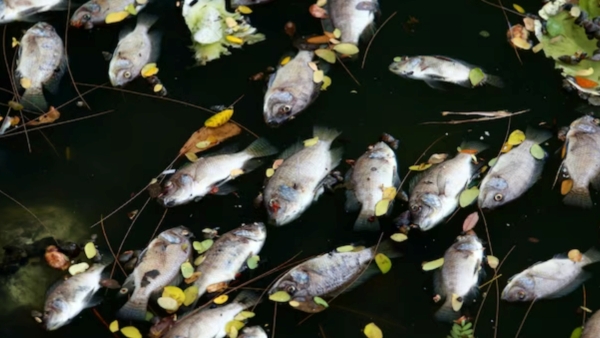 Black sea Dead fishes floating Pitiful fishermen of Ennore 
