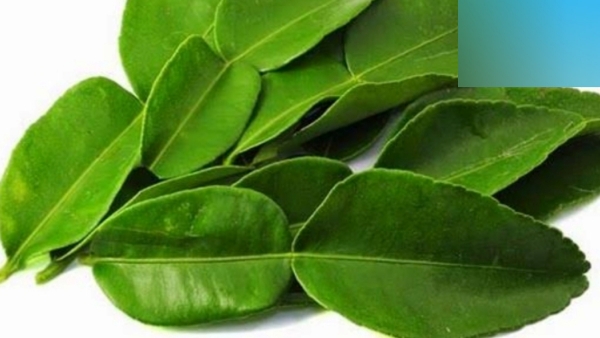 Do you know the Health Benefits of Narthangai and Major 5 uses of Citrus Fruit Leaves Powder Do you know the Health Benefits of Narthangai and Major 5 uses of Citrus Fruit Leaves Powder