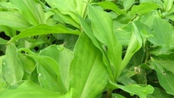 Do you know the Excellent Benefits of Insulin Leaves and Insulin Plant is the Best for Diabetic Patients