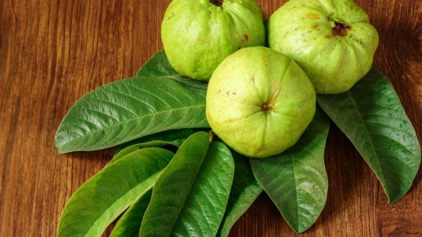 If you have diabetes then use these 3 leaves docoction 