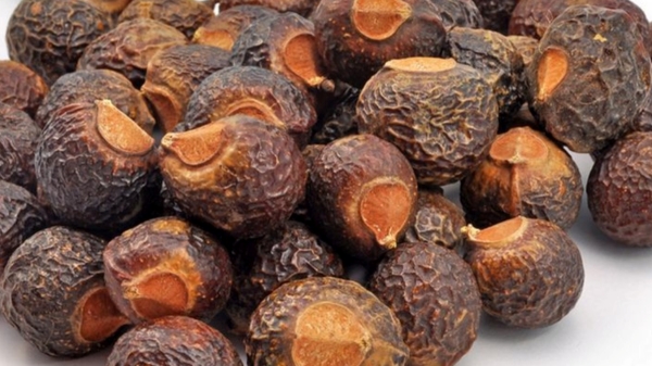 Do you know the Health Benefits of Boonthi Kottai and Poonthi Kottai is the Best Medicine for Healthy Hair, Skin 