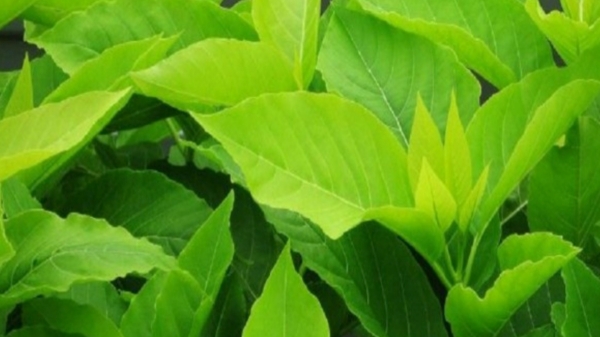 Do you know the Health Benefits of Sandi Keerai and Pisonia Grandis Leaves are the Best for Kidney functions Do you know the Health Benefits of Sandi Keerai and Pisonia Grandis Leaves are the Best for Kidney functions
