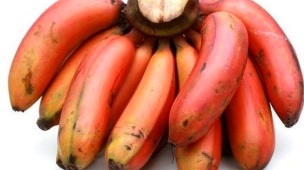 Do you know the Excellent Health Benefits of Red Banana and Sevaazhai is the Best Fruit for all