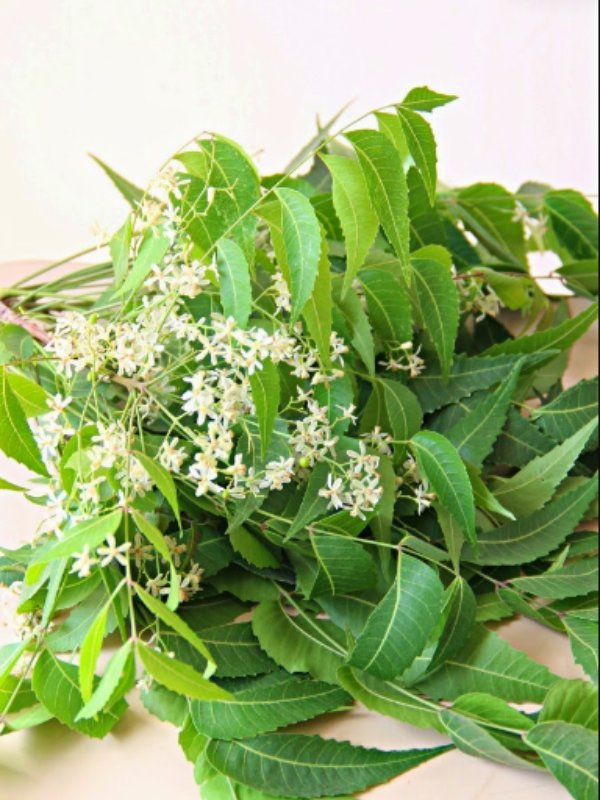 Do you know the Health Benefits of Neem Flower and Excellent Food that you eat in empty stomach in the every morning 