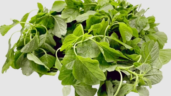 Do you know the Health Benefits of Arai Keerai and What are the 10 Super Uses of Arai Keerai Leaves