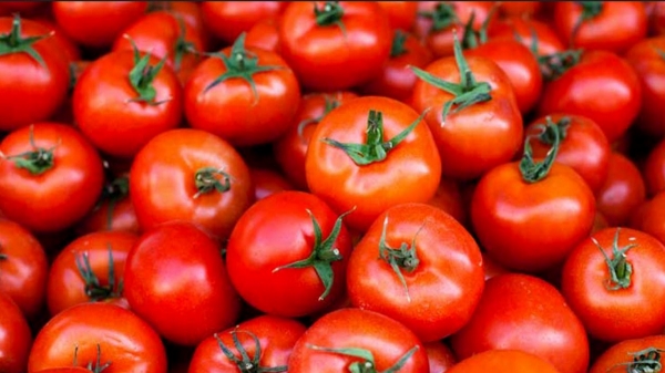 Amazing tips of Tomato gives good control for Cancer 