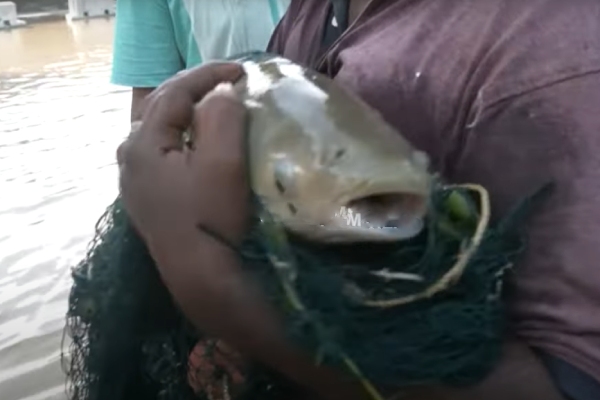 Chennai Flood: 2 kg Big Tilapia fish found near Chennai Title Park Signal, what happened actually