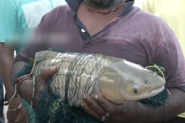 Chennai Flood: 2 kg Big Tilapia fish found near Chennai Title Park Signal, what happened actually