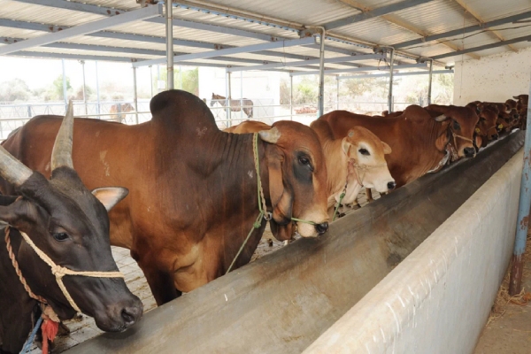 Gau Mutra states DMK MP Senthil Kumar referred Hindi heartland states strokes Controversy Gau Mutra states DMK MP Senthil Kumar referred Hindi heartland states strokes Controversy