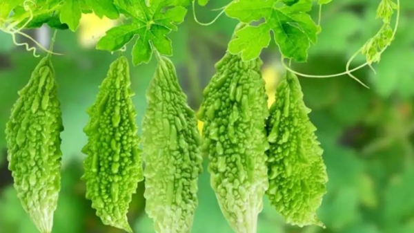 Do you know Amazing benefits of Bitter Gourd Leaves and Excellent herbs that cleans the Blood 
