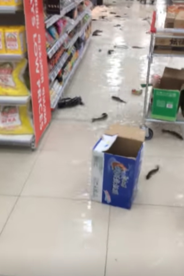 FACT CHECK on a video showing fish in supermarket during Chennai floods 