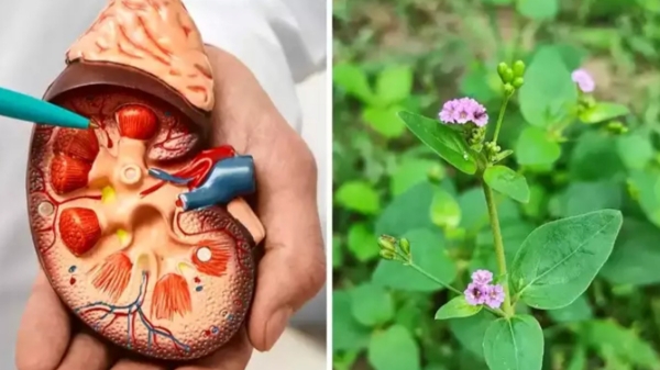 Do you know the Excellent Health Benefits of Mookkirattai Keerai and How to prepare Mookirattai Leaves Soup