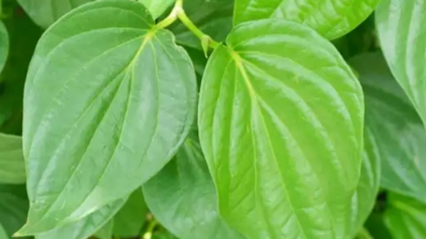Do you know the Excellent Benefits of Betel Leaves and Betel Leaf is the Best Medicine for Piles or Hemorrhoids