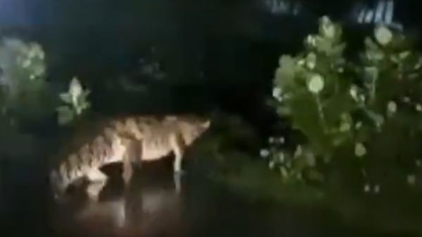 What happened to the Crocodile that found in side of the Chennai Perungalathur road amid flood? What happened to the Crocodile that found in side of the Chennai Perungalathur road amid flood?