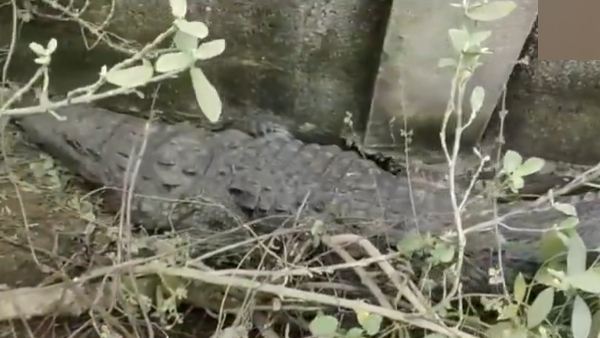 What happened to the Crocodile that found in side of the Chennai Perungalathur road amid flood? What happened to the Crocodile that found in side of the Chennai Perungalathur road amid flood?