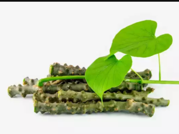Do you know the excellent benefits of Giloy and Amirthavalli Leaves are the Best Medicine for Liver, Heart Do you know the excellent benefits of Giloy and Amirthavalli Leaves are the Best Medicine for Liver, Heart