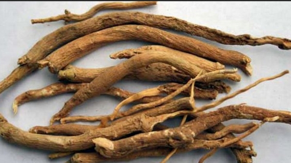  Know the extraordinary health benefits of Amukkura Kilangu