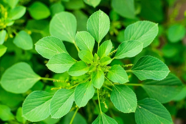 Do you know the Health Benefits of Kuppaimeni and Kuppaimeni is the Best Leaves for Healthy Skin Do you know the Health Benefits of Kuppaimeni and Kuppaimeni is the Best Leaves for Healthy Skin