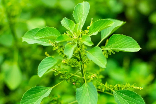 Do you know the Health Benefits of Kuppaimeni and Kuppaimeni is the Best Leaves for Healthy Skin Do you know the Health Benefits of Kuppaimeni and Kuppaimeni is the Best Leaves for Healthy Skin