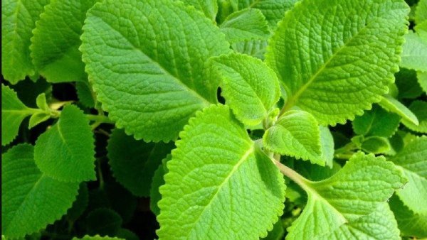 Do you know the Health Benefits of Karpooravalli and Super tips of Knee Pain Healthy Easy 10 remedies Do you know the Health Benefits of Karpooravalli and Super tips of Knee Pain Healthy Easy 10 remedies