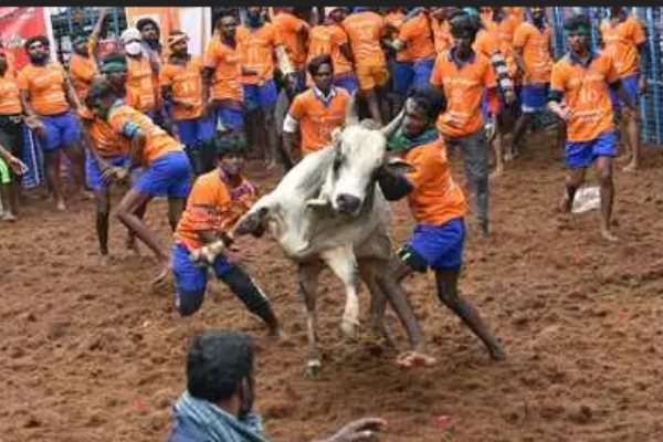 Madurai Avaniyapuram Jallikattu should be conducted by the High Court 