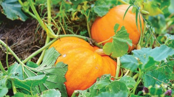 Do you know the Excellent Benefits of Pumpkin Leaves and Pumpkin leaf is the Best food for Women