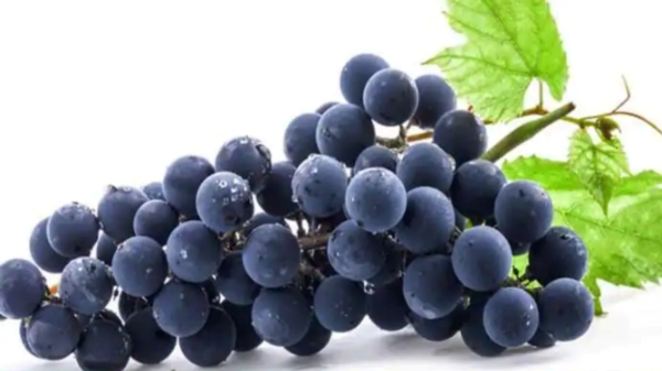 Do you know the Excellent Health Benefits of Grapes and Grape Fruit Juice is the Super Drink for Children Do you know the Excellent Health Benefits of Grapes and Grape Fruit Juice is the Super Drink for Children