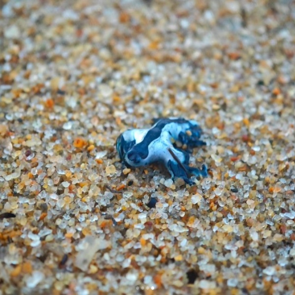 Thousands of venomous deepwater Blue Sea Dragons mysteriously wash ashore in Chennai 
