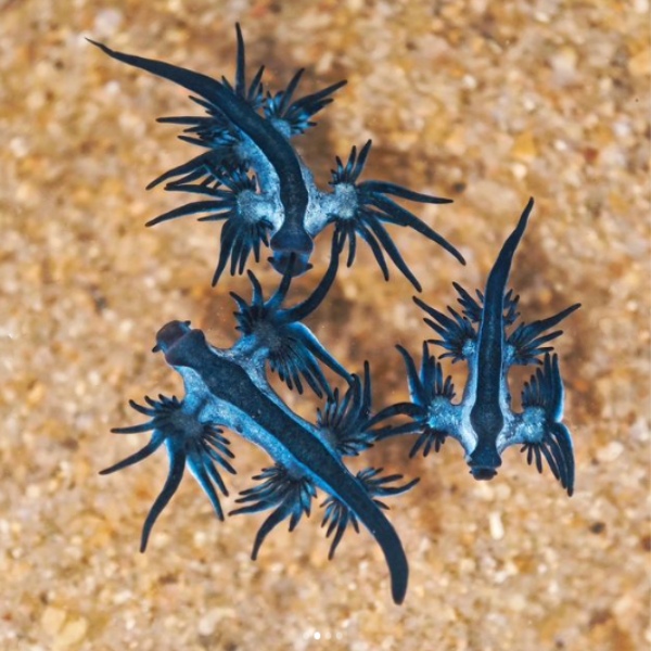 Thousands of venomous deepwater Blue Sea Dragons mysteriously wash ashore in Chennai 